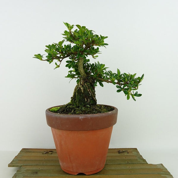 盆栽 皐月 明美の月 樹高 約18cm さつき Rhododendron indicum サツキ ツツジ科 常緑樹 観賞用 小品 v1198440812