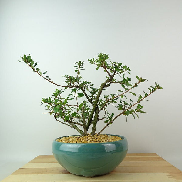 盆栽 皐月 紅姫 樹高 約22cm さつき Rhododendron indicum サツキ ツツジ科 常緑樹 観賞用 c1198405491