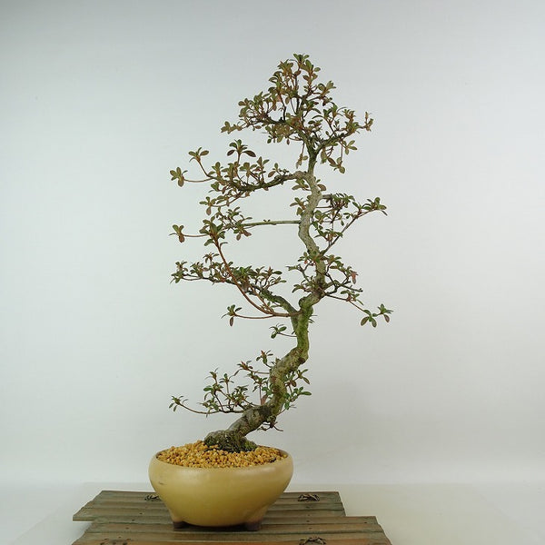 盆栽 皐月 樹高 約41cm さつき Rhododendron indicum サツキ ピンク 小輪 ツツジ科 常緑樹 観賞用 s1198418355