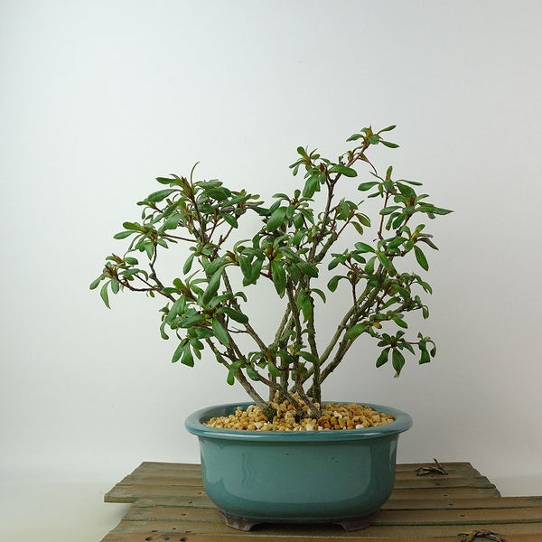 盆栽 皐月 歓喜天 樹高 約19cm さつき Rhododendron indicum サツキ ツツジ科 常緑樹 観賞用 小品 m1198405638