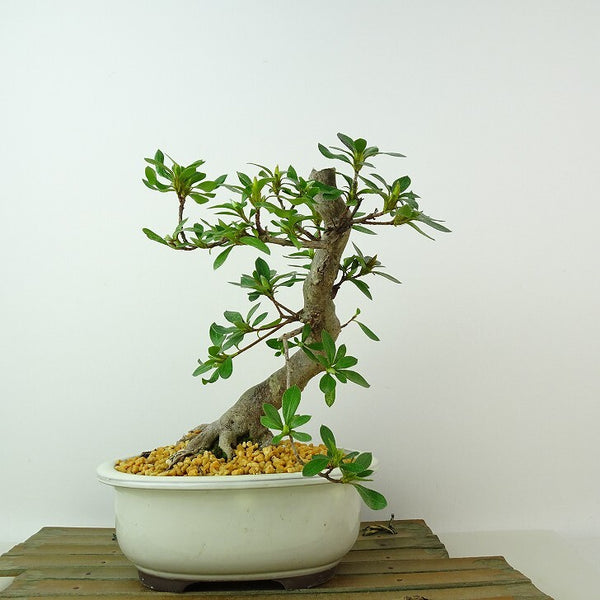 盆栽 皐月 すいせん 樹高 約19cm さつき Rhododendron indicum サツキ ツツジ科 常緑樹 観賞用 小品 x1198415509