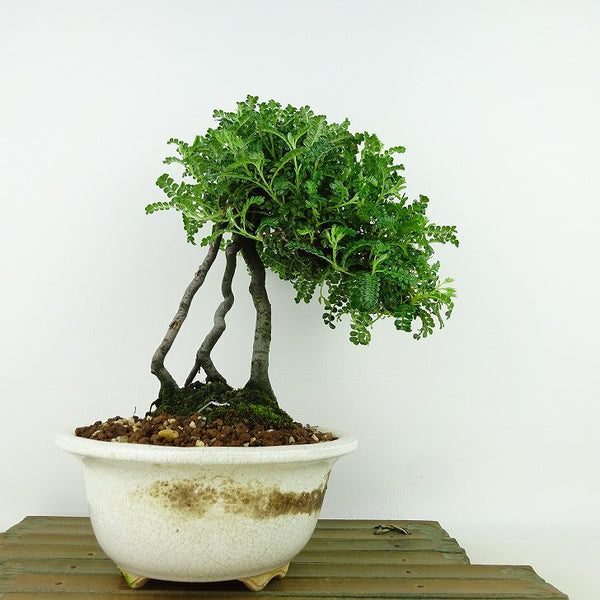 盆栽 磯山椒 樹高 約21cm いそざんしょう イソザンショウ 根上り バラ科 テンノウウメ属 常緑樹 観賞用 k1198412765
