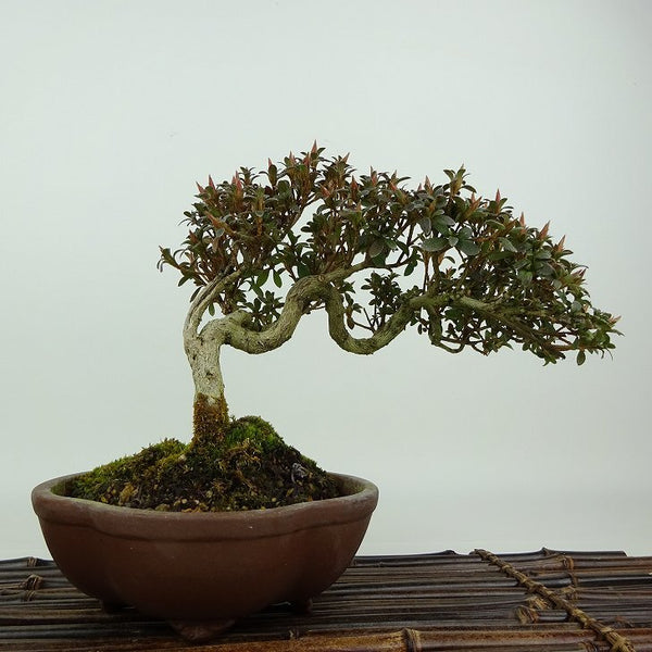 盆栽 皐月 菊姫 樹高 約16cm さつき Rhododendron indicum サツキ ツツジ科 常緑樹 観賞用 小品 b1198421111