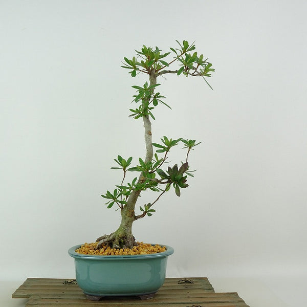 盆栽 皐月 煌 樹高 約31cm さつき Rhododendron indicum サツキ ツツジ科 常緑樹 観賞用 k1198408731