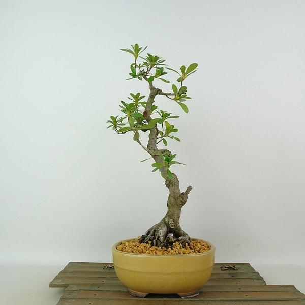 盆栽 皐月山戻り 樹高 約26cm さつき Rhododendron indicum サツキ ツツジ科 常緑樹 観賞用 w1198407134