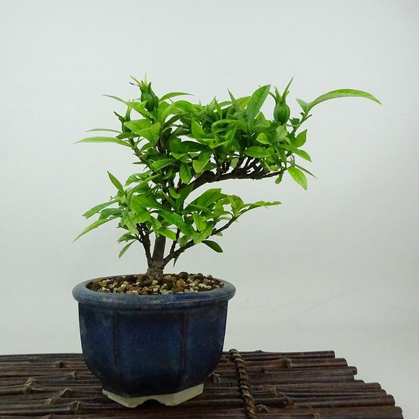 盆栽 梔子 樹高 約15cm くちなし Gardenia jasminoides クチナシ アカネ科 クチナシ属 常緑樹 観賞用 小品 k1198406642