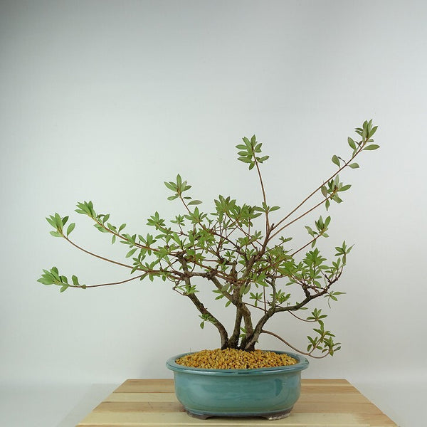 盆栽 皐月 桃香 樹高 約33cm さつき Rhododendron indicum サツキ ツツジ科 常緑樹 観賞用 e1198409741