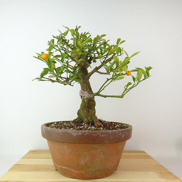 盆栽 金豆 樹高 約26cm きんず Fortunella hindsii キンズ マメキンカン ミカン科 キンカン属 常緑樹 観賞用 r1198405828