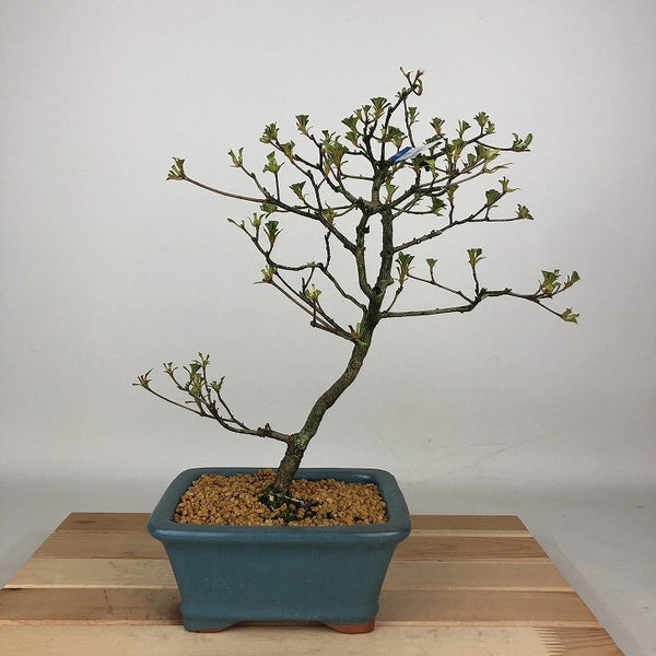 盆栽 皐月 静香 樹高 約28cm さつき Rhododendron indicum サツキ ツツジ科 常緑樹 観賞用 j1198412587