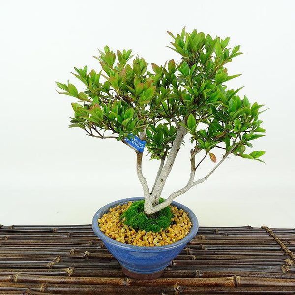 盆栽 皐月 菊姫 樹高 約22cm さつき Rhododendron indicum サツキ ツツジ科 常緑樹 観賞用 w1198405897