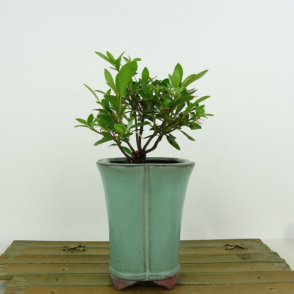 盆栽 皐月 新翠 樹高 約10cm さつき Rhododendron indicum サツキ ツツジ科 常緑樹 観賞用 小品 u1198425986