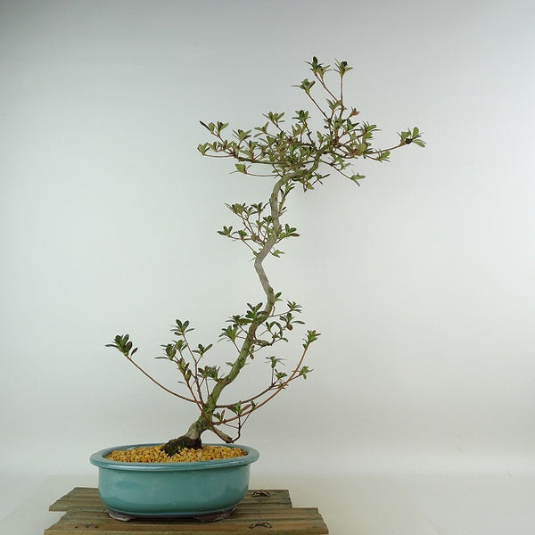 盆栽 皐月 八咫の鏡 樹高 約49cm さつき Rhododendron indicum サツキ ツツジ科 常緑樹 観賞用 l1198408828