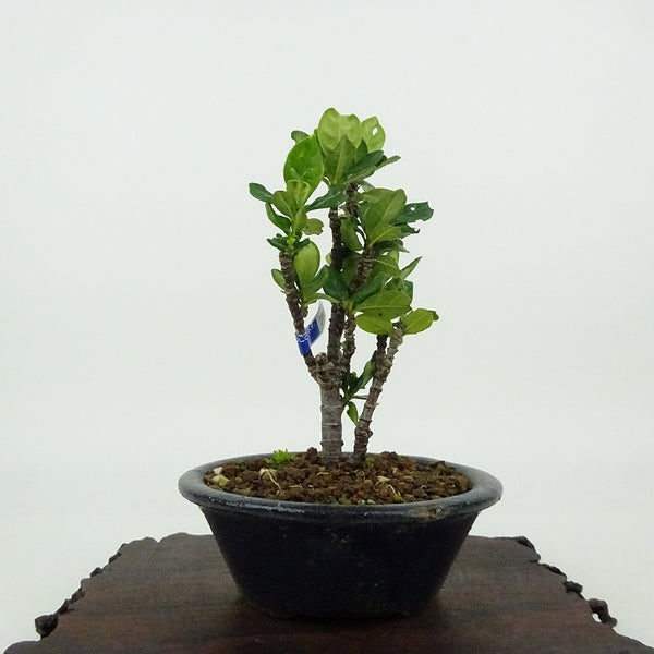 盆栽 梔子 樹高 約12cm くちなし Gardenia jasminoides クチナシ アカネ科 クチナシ属 常緑樹 観賞用 小品 w1198408578