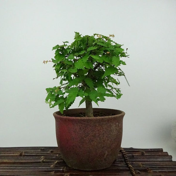 盆栽 欅 樹高 約15cm けやき Zelkova serrata ケヤキ 紅葉 ニレ科 ケヤキ属 落葉樹 観賞用 小品 m1198406883