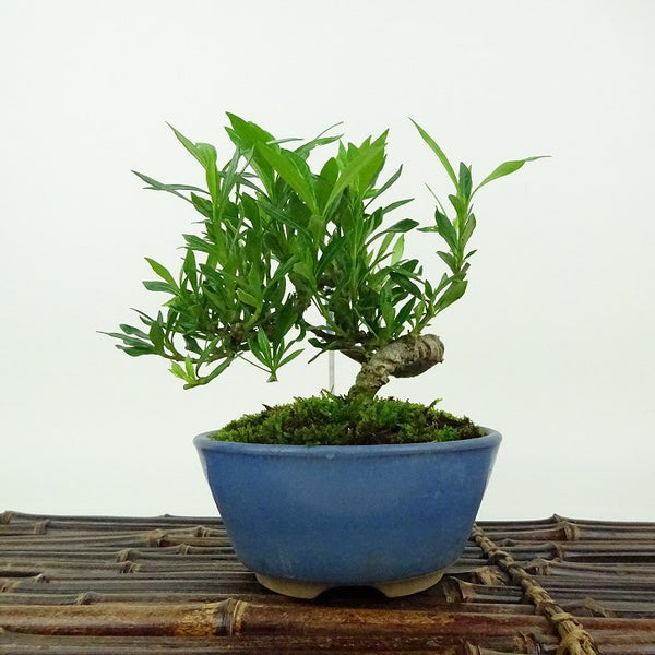 盆栽 梔子 喜代誉 樹高 約12cm くちなし Gardenia jasminoides クチナシ アカネ科 クチナシ属 常緑樹 観賞用 小品 x1198413470