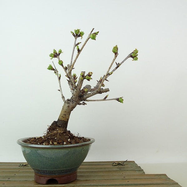 盆栽 桜 南殿桜 樹高 約19cm さくら サクラ バラ科 落葉樹 観賞用 小品 p1198418768