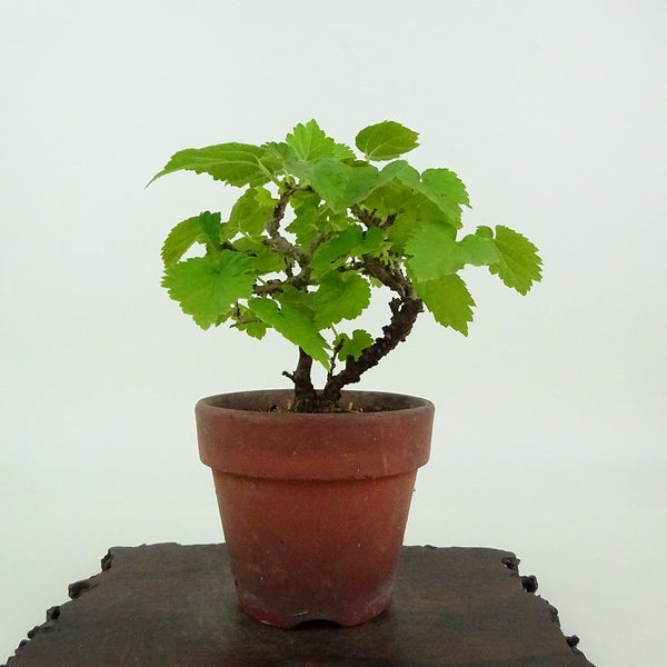 盆栽 桑 樹高 約10cm くわ Morus australis クワ クワ科 落葉樹 観賞用 小品 t1198406592