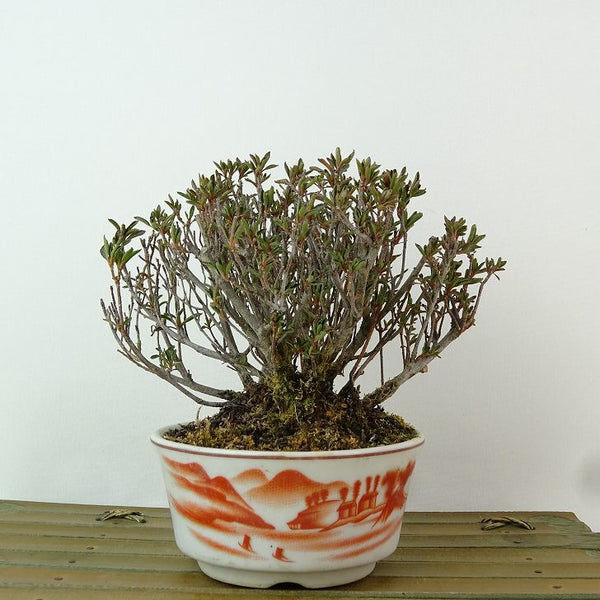 盆栽 皐月 早乙女 樹高 約11cm さつき Rhododendron indicum サツキ ツツジ科 常緑樹 観賞用 小品 s1198416958