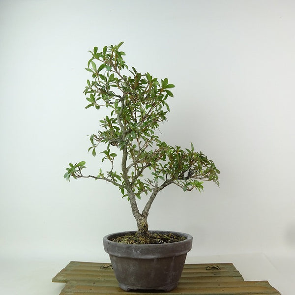 盆栽 皐月 れいこ 樹高 約29cm さつき Rhododendron indicum サツキ ツツジ科 常緑樹 観賞用 x1198409048