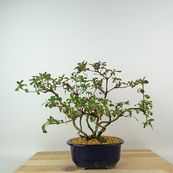 盆栽 皐月 海ほたる 樹高 約22cm さつき Rhododendron indicum サツキ ツツジ科 常緑樹 観賞用 f1198412164