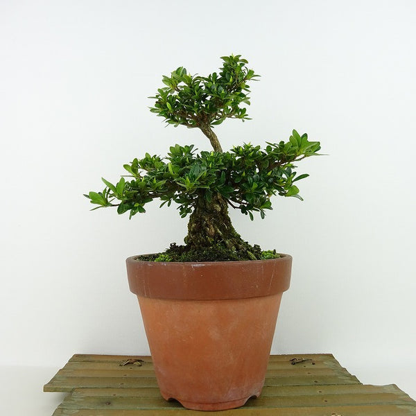 盆栽 皐月 明美の月 樹高 約19cm さつき Rhododendron indicum サツキ ツツジ科 常緑樹 観賞用 小品 r1198400598