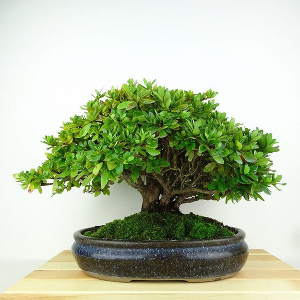 盆栽 皐月 鈴の誉 樹高 約22cm さつき Rhododendron indicum サツキ ツツジ科 常緑樹 観賞用 m1198410606