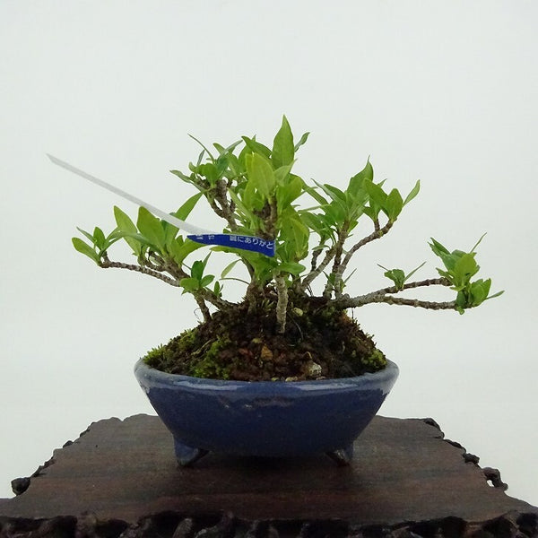 盆栽 梔子 樹高 約9cm くちなし Gardenia jasminoides クチナシ アカネ科 クチナシ属 常緑樹 観賞用 小品 s1198419301