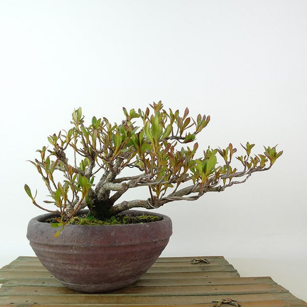 盆栽 皐月 はなびん 樹高 約12cm さつき Rhododendron indicum サツキ ツツジ科 常緑樹 観賞用 小品 b1198421667