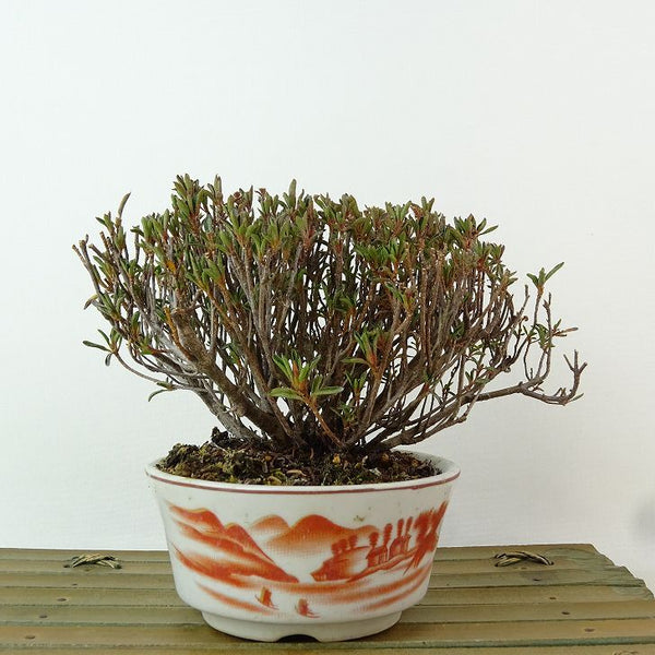盆栽 皐月 早乙女 樹高 約10cm さつき Rhododendron indicum サツキ ツツジ科 常緑樹 観賞用 小品 m1198406338
