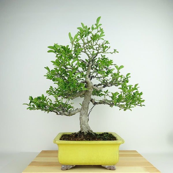 盆栽 こまゆみ 樹高 約36cm Euonymus alatus form ciliatodentatus コマユミ ニシキギ科 落葉広葉樹 観賞用 l1198415750