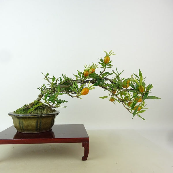 盆栽 梔子 喜代誉 樹高 約13cm くちなし Gardenia jasminoides クチナシ アカネ科 クチナシ属 常緑樹 観賞用 小品 1198409055