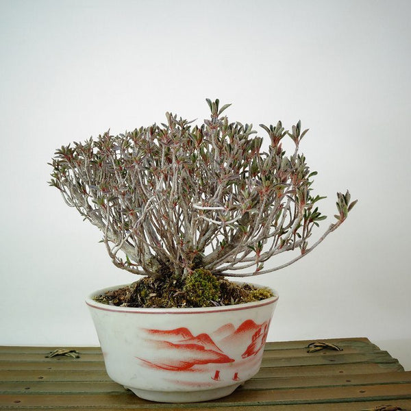 盆栽 皐月 早乙女 樹高 約10cm さつき Rhododendron indicum サツキ ツツジ科 常緑樹 観賞用 小品 u1198429119