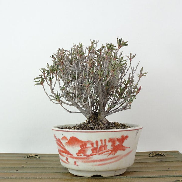 盆栽 皐月 早乙女 樹高 約11cm さつき Rhododendron indicum サツキ ツツジ科 常緑樹 観賞用 小品 k1198407835