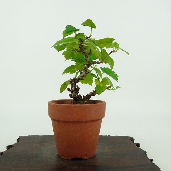 盆栽 桑 樹高 約9cm くわ Morus australis クワ クワ科 落葉樹 観賞用 小品 c1198413556