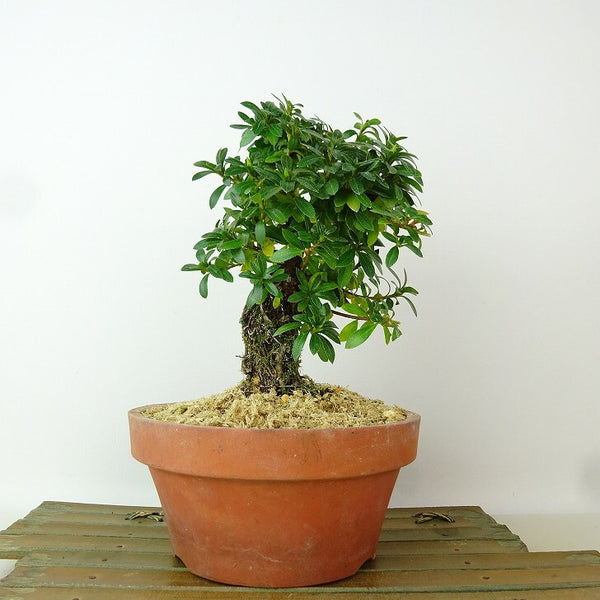 盆栽 皐月 明美の月 樹高 約17cm さつき Rhododendron indicum サツキ ツツジ科 常緑樹 観賞用 小品 k1198410929