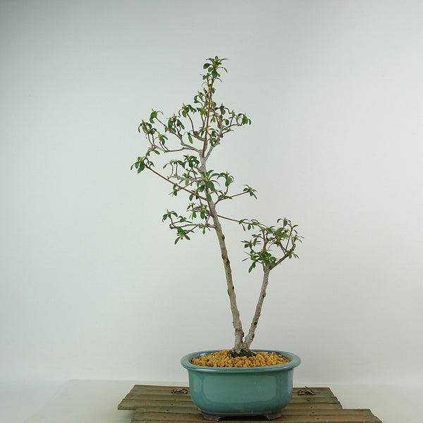 盆栽 皐月 彩 樹高 約37cm さつき Rhododendron indicum サツキ ツツジ科 常緑樹 観賞用 w1198405387