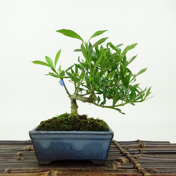 盆栽 梔子 喜代誉 樹高 約11cm くちなし Gardenia jasminoides クチナシ アカネ科 クチナシ属 常緑樹 観賞用 小品 t1198408378