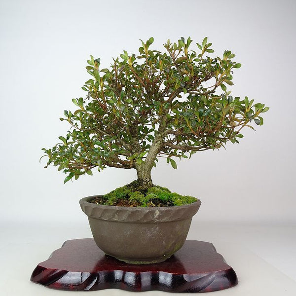 盆栽 皐月 はなびん 樹高 約26cm さつき Rhododendron indicum サツキ ツツジ科 常緑樹 観賞用 v1198437276