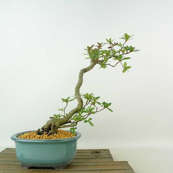 盆栽 皐月 神鏡 樹高 約24cm さつき Rhododendron indicum サツキ ツツジ科 常緑樹 観賞用 b1198422615