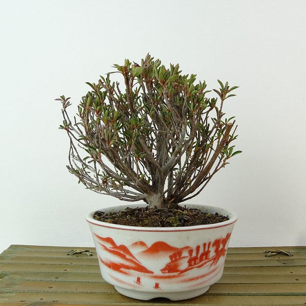 盆栽 皐月 早乙女 樹高 約11cm さつき Rhododendron indicum サツキ ツツジ科 常緑樹 観賞用 小品 o1198424783