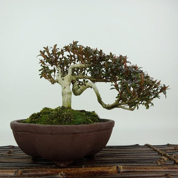 盆栽 皐月 菊姫 樹高 約13cm さつき Rhododendron indicum サツキ ツツジ科 常緑樹 観賞用 小品 m1198412057