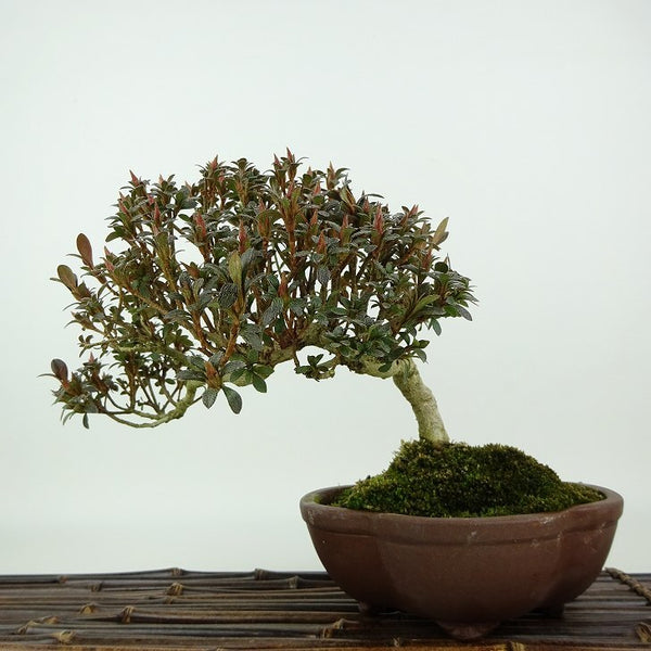 盆栽 皐月 菊姫 樹高 約16cm さつき Rhododendron indicum サツキ ツツジ科 常緑樹 観賞用 小品 l1198413559