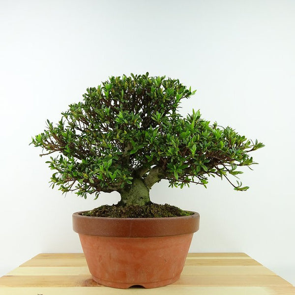 盆栽 皐月 光琳 樹高 約19cm さつき Rhododendron indicum サツキ ツツジ科 常緑樹 観賞用 小品 v1198440019