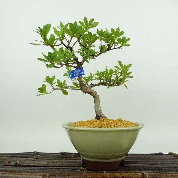 盆栽 皐月 珠翠 樹高 約17cm さつき Rhododendron indicum サツキ ツツジ科 常緑樹 観賞用 小品 p1198420412