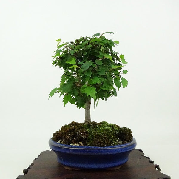 盆栽 欅 樹高 約14cm けやき Zelkova serrata ケヤキ 紅葉 ニレ科 ケヤキ属 落葉樹 観賞用 小品 p1198412999