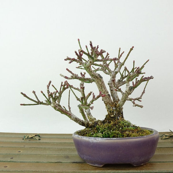 盆栽 こまゆみ 樹高 約9cm Euonymus alatus form ciliatodentatus コマユミ ニシキギ科 落葉広葉樹 観賞用 小品 u1198423436