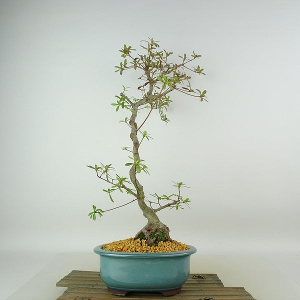 盆栽 皐月 旭の泉 樹高 約45cm さつき Rhododendron indicum サツキ ツツジ科 常緑樹 観賞用 q1198416811