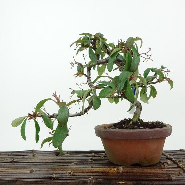 盆栽 コトネアスター 樹高 上下 約20cm Cotoneaster バラ科 コトネアスター属 常緑～半常緑 観賞用 小品 g1198417884
