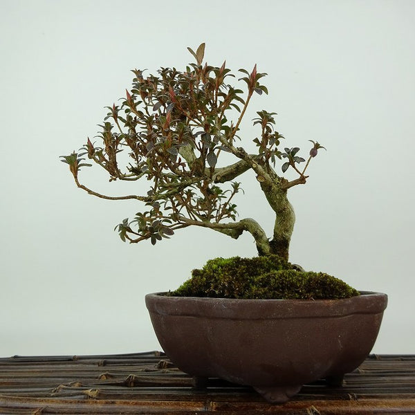 盆栽 皐月 菊姫 樹高 約18cm さつき Rhododendron indicum サツキ ツツジ科 常緑樹 観賞用 小品 f1198405045