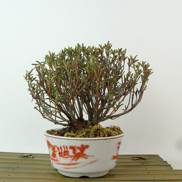 盆栽 皐月 早乙女 樹高 約13cm さつき Rhododendron indicum サツキ ツツジ科 常緑樹 観賞用 小品 p1198420607